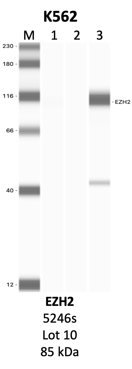 CST_5246S_10_EZH2.png<br>Caption: IP-WB analysis of 5246S whole cell lysate using the EZH2 specific antibody, 5246S. Lanes 1 and 2 are 2.5% of five million whole cell lysate input and 50% of IP enrichment, respectively, using a normal IgG antibody. Lane 3 is 50% of IP enrichment from five million whole cell lysate using the EZH2-specific antibody, 5246S. The same antibody was used to detect protein levels via Western blot. This antibody passes preliminary validation and will be further pursued for secondary validation. *NOTE* Protein sizes are taken from Genecards.org and are only estimates based on sequence. Actual protein size may differ based on protein characteristics and electrophoresis method used.