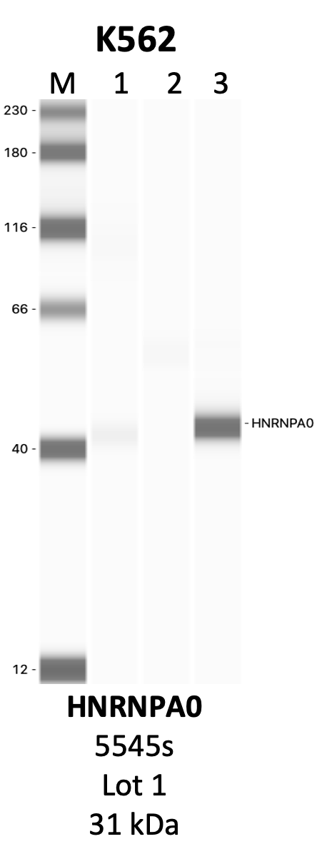 CST_5545S_1_HNRNPA0.png<br>Caption: IP-WB analysis of 5545S whole cell lysate using the HNRNPA0 specific antibody, 5545S. Lanes 1 and 2 are 2.5% of five million whole cell lysate input and 50% of IP enrichment, respectively, using a normal IgG antibody. Lane 3 is 50% of IP enrichment from five million whole cell lysate using the HNRNPA0-specific antibody, 5545S. The same antibody was used to detect protein levels via Western blot. This antibody passes preliminary validation and will be further pursued for secondary validation. *NOTE* Protein sizes are taken from Genecards.org and are only estimates based on sequence. Actual protein size may differ based on protein characteristics and electrophoresis method used.