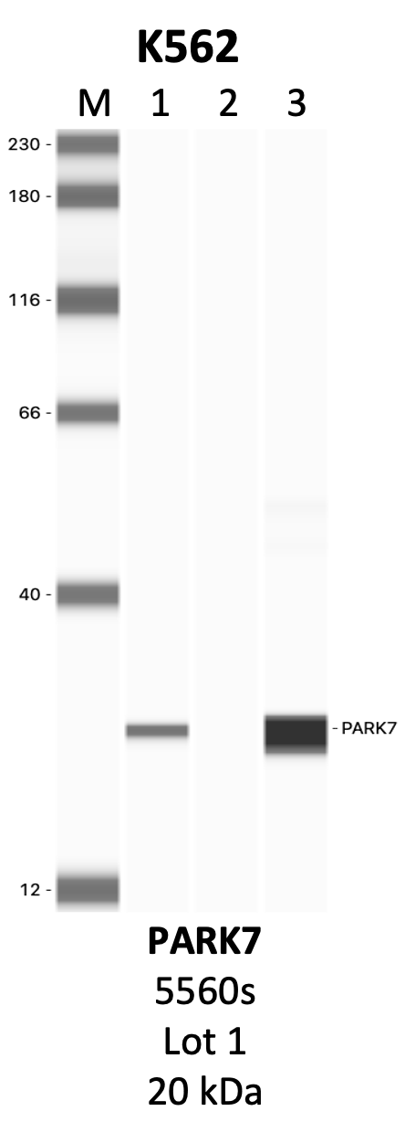 CST_5560S_1_PARK7.png<br>Caption: IP-WB analysis of 5560S whole cell lysate using the PARK7 specific antibody, 5560S. Lanes 1 and 2 are 2.5% of five million whole cell lysate input and 50% of IP enrichment, respectively, using a normal IgG antibody. Lane 3 is 50% of IP enrichment from five million whole cell lysate using the PARK7-specific antibody, 5560S. The same antibody was used to detect protein levels via Western blot. This antibody passes preliminary validation and will be further pursued for secondary validation. *NOTE* Protein sizes are taken from Genecards.org and are only estimates based on sequence. Actual protein size may differ based on protein characteristics and electrophoresis method used.