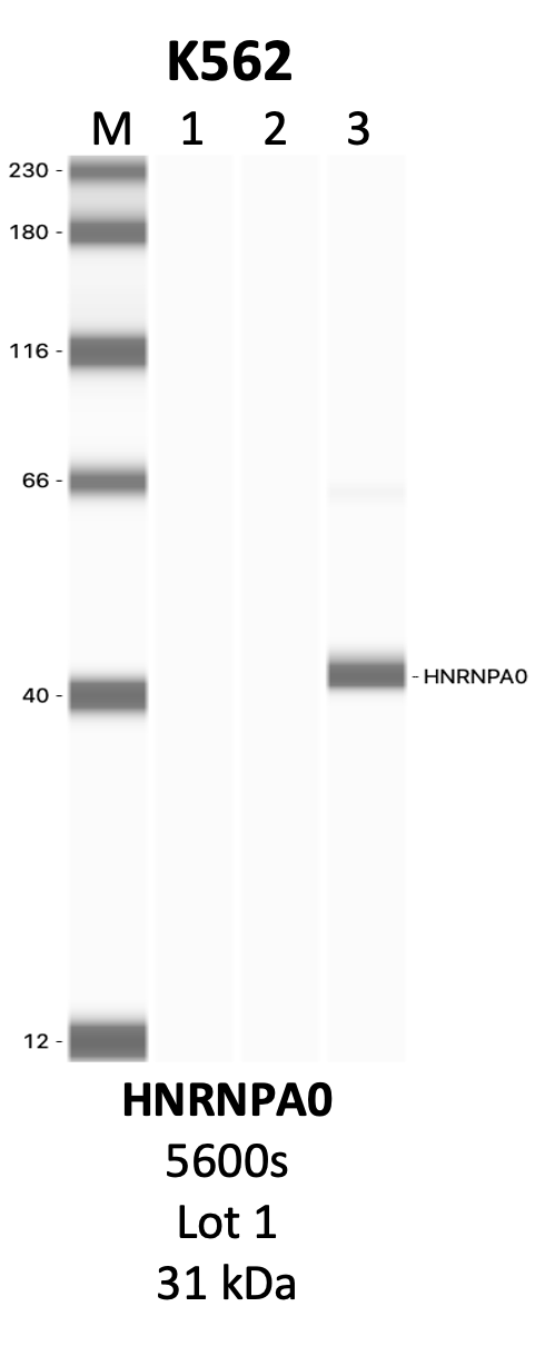 CST_5600S_1_HNRNPA0.png<br>Caption: IP-WB analysis of 5600S whole cell lysate using the HNRNPA0 specific antibody, 5600S. Lanes 1 and 2 are 2.5% of five million whole cell lysate input and 50% of IP enrichment, respectively, using a normal IgG antibody. Lane 3 is 50% of IP enrichment from five million whole cell lysate using the HNRNPA0-specific antibody, 5600S. The same antibody was used to detect protein levels via Western blot. This antibody passes preliminary validation and will be further pursued for secondary validation. *NOTE* Protein sizes are taken from Genecards.org and are only estimates based on sequence. Actual protein size may differ based on protein characteristics and electrophoresis method used.