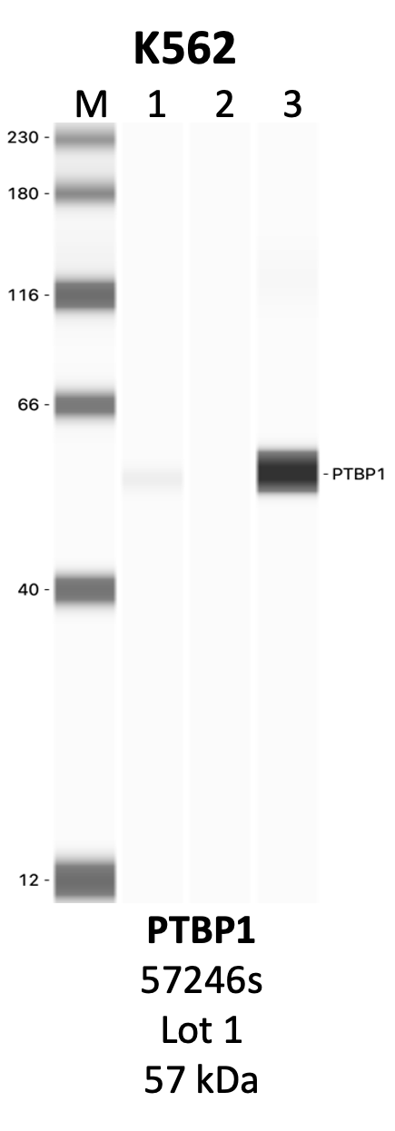 CST_57246S_1_PTBP1.png<br>Caption: IP-WB analysis of 57246S whole cell lysate using the PTBP1 specific antibody, 57246S. Lanes 1 and 2 are 2.5% of five million whole cell lysate input and 50% of IP enrichment, respectively, using a normal IgG antibody. Lane 3 is 50% of IP enrichment from five million whole cell lysate using the PTBP1-specific antibody, 57246S. The same antibody was used to detect protein levels via Western blot. This antibody passes preliminary validation and will be further pursued for secondary validation. *NOTE* Protein sizes are taken from Genecards.org and are only estimates based on sequence. Actual protein size may differ based on protein characteristics and electrophoresis method used.