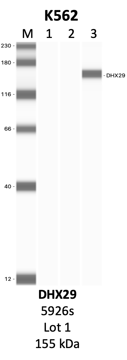 CST_5926S_1_DHX29.png<br>Caption: IP-WB analysis of 5926S whole cell lysate using the DHX29 specific antibody, 5926S. Lanes 1 and 2 are 2.5% of five million whole cell lysate input and 50% of IP enrichment, respectively, using a normal IgG antibody. Lane 3 is 50% of IP enrichment from five million whole cell lysate using the DHX29-specific antibody, 5926S. The same antibody was used to detect protein levels via Western blot. This antibody passes preliminary validation and will be further pursued for secondary validation. *NOTE* Protein sizes are taken from Genecards.org and are only estimates based on sequence. Actual protein size may differ based on protein characteristics and electrophoresis method used.