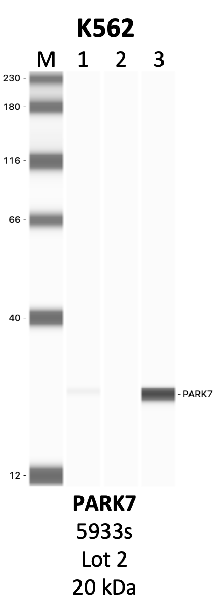 CST_5933S_2_PARK7.png<br>Caption: IP-WB analysis of 5933S whole cell lysate using the PARK7 specific antibody, 5933S. Lanes 1 and 2 are 2.5% of five million whole cell lysate input and 50% of IP enrichment, respectively, using a normal IgG antibody. Lane 3 is 50% of IP enrichment from five million whole cell lysate using the PARK7-specific antibody, 5933S. The same antibody was used to detect protein levels via Western blot. This antibody passes preliminary validation and will be further pursued for secondary validation. *NOTE* Protein sizes are taken from Genecards.org and are only estimates based on sequence. Actual protein size may differ based on protein characteristics and electrophoresis method used.