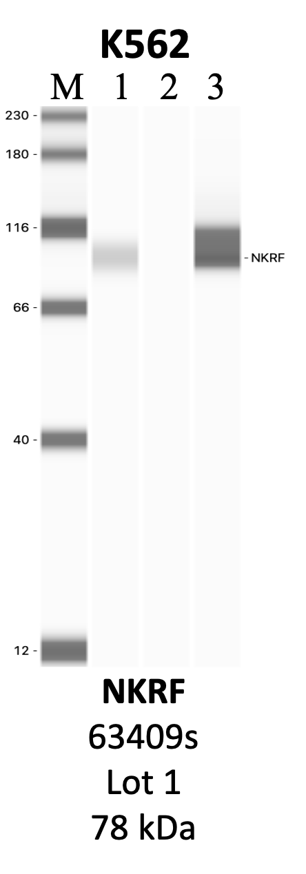 CST_63409S_1_NKRF.png<br>Caption: IP-WB analysis of 63409S whole cell lysate using the NKRF specific antibody, 63409S. Lanes 1 and 2 are 2.5% of five million whole cell lysate input and 50% of IP enrichment, respectively, using a normal IgG antibody. Lane 3 is 50% of IP enrichment from five million whole cell lysate using the NKRF-specific antibody, 63409S. The same antibody was used to detect protein levels via Western blot. This antibody passes preliminary validation and will be further pursued for secondary validation. *NOTE* Protein sizes are taken from Genecards.org and are only estimates based on sequence. Actual protein size may differ based on protein characteristics and electrophoresis method used.