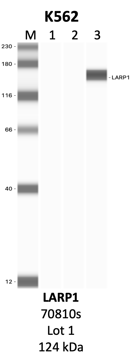 CST_70180S_1_LARP1.png<br>Caption: IP-WB analysis of 70180S whole cell lysate using the LARP1 specific antibody, 70180S. Lanes 1 and 2 are 2.5% of five million whole cell lysate input and 50% of IP enrichment, respectively, using a normal IgG antibody. Lane 3 is 50% of IP enrichment from five million whole cell lysate using the LARP1-specific antibody, 70180S. The same antibody was used to detect protein levels via Western blot. This antibody passes preliminary validation and will be further pursued for secondary validation. *NOTE* Protein sizes are taken from Genecards.org and are only estimates based on sequence. Actual protein size may differ based on protein characteristics and electrophoresis method used.