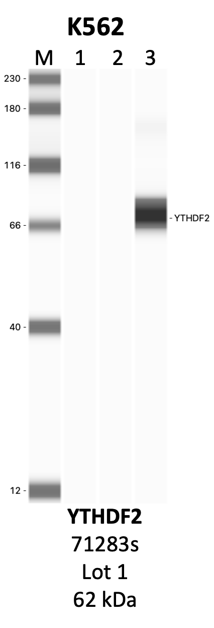 CST_71283S_1_YTHDF2.png<br>Caption: IP-WB analysis of 71283S whole cell lysate using the YTHDF2 specific antibody, 71283S. Lanes 1 and 2 are 2.5% of five million whole cell lysate input and 50% of IP enrichment, respectively, using a normal IgG antibody. Lane 3 is 50% of IP enrichment from five million whole cell lysate using the YTHDF2-specific antibody, 71283S. The same antibody was used to detect protein levels via Western blot. This antibody passes preliminary validation and will be further pursued for secondary validation. *NOTE* Protein sizes are taken from Genecards.org and are only estimates based on sequence. Actual protein size may differ based on protein characteristics and electrophoresis method used.