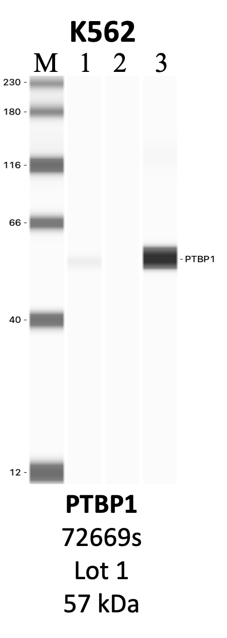 CST_72669S_1_PTBP1.png<br>Caption: IP-WB analysis of 72669S whole cell lysate using the PTBP1 specific antibody, 72669S. Lanes 1 and 2 are 2.5% of five million whole cell lysate input and 50% of IP enrichment, respectively, using a normal IgG antibody. Lane 3 is 50% of IP enrichment from five million whole cell lysate using the PTBP1-specific antibody, 72669S. The same antibody was used to detect protein levels via Western blot. This antibody passes preliminary validation and will be further pursued for secondary validation. *NOTE* Protein sizes are taken from Genecards.org and are only estimates based on sequence. Actual protein size may differ based on protein characteristics and electrophoresis method used.