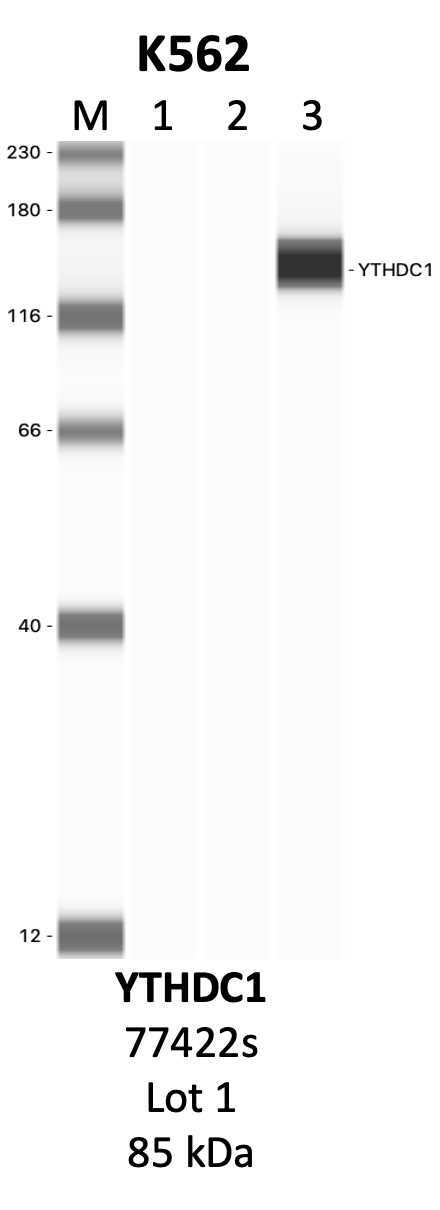 CST_77422S_1_YTHDC1.png<br>Caption: IP-WB analysis of 77422S whole cell lysate using the YTHDC1 specific antibody, 77422S. Lanes 1 and 2 are 2.5% of five million whole cell lysate input and 50% of IP enrichment, respectively, using a normal IgG antibody. Lane 3 is 50% of IP enrichment from five million whole cell lysate using the YTHDC1-specific antibody, 77422S. The same antibody was used to detect protein levels via Western blot. This antibody passes preliminary validation and will be further pursued for secondary validation. *NOTE* Protein sizes are taken from Genecards.org and are only estimates based on sequence. Actual protein size may differ based on protein characteristics and electrophoresis method used.