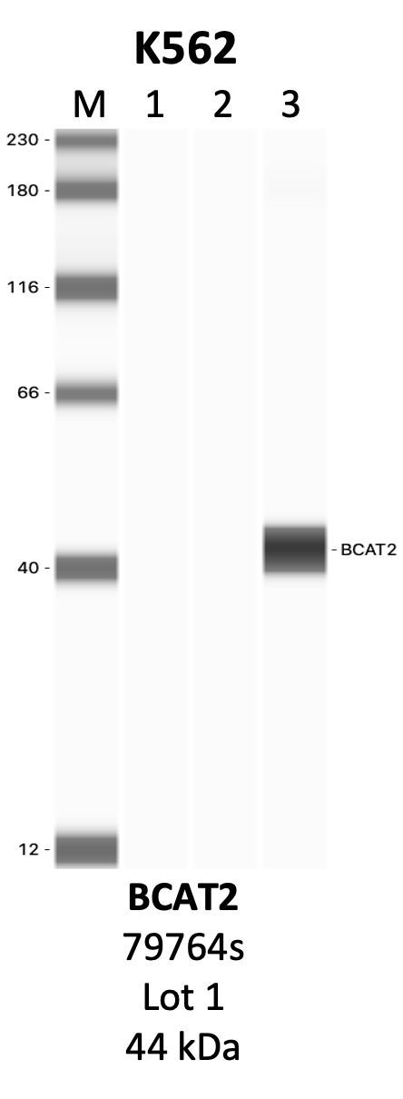 CST_79764S_1_BCAT2.png<br>Caption: IP-WB analysis of 79764S whole cell lysate using the BCAT2 specific antibody, 79764S. Lanes 1 and 2 are 2.5% of five million whole cell lysate input and 50% of IP enrichment, respectively, using a normal IgG antibody. Lane 3 is 50% of IP enrichment from five million whole cell lysate using the BCAT2-specific antibody, 79764S. The same antibody was used to detect protein levels via Western blot. This antibody passes preliminary validation and will be further pursued for secondary validation. *NOTE* Protein sizes are taken from Genecards.org and are only estimates based on sequence. Actual protein size may differ based on protein characteristics and electrophoresis method used.