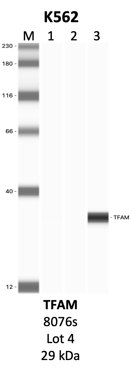 CST_8076S_4_TFAM.png<br>Caption: IP-WB analysis of 8076S whole cell lysate using the TFAM specific antibody, 8076S. Lanes 1 and 2 are 2.5% of five million whole cell lysate input and 50% of IP enrichment, respectively, using a normal IgG antibody. Lane 3 is 50% of IP enrichment from five million whole cell lysate using the TFAM-specific antibody, 8076S. The same antibody was used to detect protein levels via Western blot. This antibody passes preliminary validation and will be further pursued for secondary validation. *NOTE* Protein sizes are taken from Genecards.org and are only estimates based on sequence. Actual protein size may differ based on protein characteristics and electrophoresis method used.