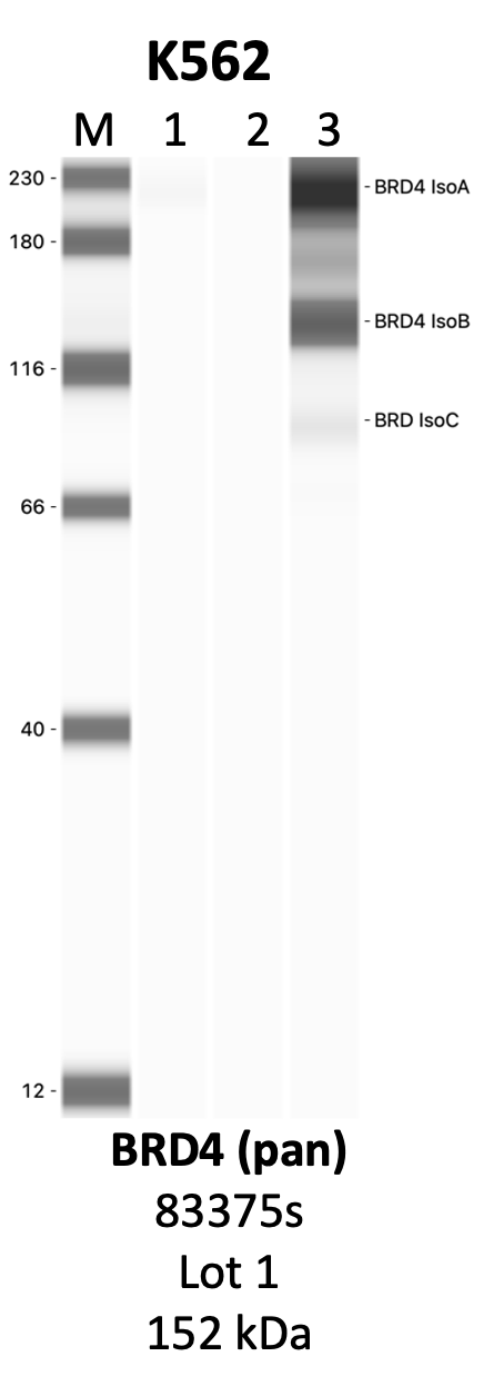 CST_83375S_1_BRD4.png<br>Caption: IP-WB analysis of 83375S whole cell lysate using the BRD4 specific antibody, 83375S. Lanes 1 and 2 are 2.5% of five million whole cell lysate input and 50% of IP enrichment, respectively, using a normal IgG antibody. Lane 3 is 50% of IP enrichment from five million whole cell lysate using the BRD4-specific antibody, 83375S. The same antibody was used to detect protein levels via Western blot. This antibody passes preliminary validation and will be further pursued for secondary validation. *NOTE* Protein sizes are taken from Genecards.org and are only estimates based on sequence. Actual protein size may differ based on protein characteristics and electrophoresis method used.