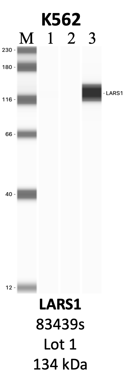 CST_83439S_1_LARS.png<br>Caption: IP-WB analysis of 83439S whole cell lysate using the LARS specific antibody, 83439S. Lanes 1 and 2 are 2.5% of five million whole cell lysate input and 50% of IP enrichment, respectively, using a normal IgG antibody. Lane 3 is 50% of IP enrichment from five million whole cell lysate using the LARS-specific antibody, 83439S. The same antibody was used to detect protein levels via Western blot. This antibody passes preliminary validation and will be further pursued for secondary validation. *NOTE* Protein sizes are taken from Genecards.org and are only estimates based on sequence. Actual protein size may differ based on protein characteristics and electrophoresis method used.