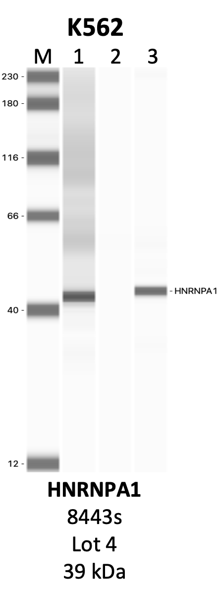 CST_8443S_4_HNRNPA1.png<br>Caption: IP-WB analysis of 8443S whole cell lysate using the HNRNPA1 specific antibody, 8443S. Lanes 1 and 2 are 2.5% of five million whole cell lysate input and 50% of IP enrichment, respectively, using a normal IgG antibody. Lane 3 is 50% of IP enrichment from five million whole cell lysate using the HNRNPA1-specific antibody, 8443S. The same antibody was used to detect protein levels via Western blot. This antibody passes preliminary validation and will be further pursued for secondary validation. *NOTE* Protein sizes are taken from Genecards.org and are only estimates based on sequence. Actual protein size may differ based on protein characteristics and electrophoresis method used.