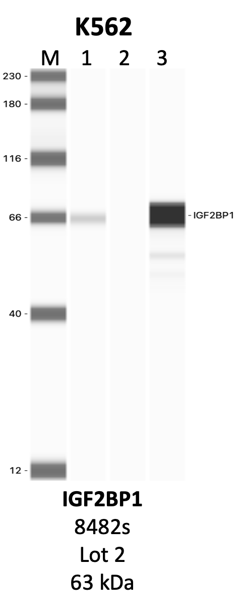 CST_8482S_2_IGF2BP1.png<br>Caption: IP-WB analysis of 8482S whole cell lysate using the IGF2BP1 specific antibody, 8482S. Lanes 1 and 2 are 2.5% of five million whole cell lysate input and 50% of IP enrichment, respectively, using a normal IgG antibody. Lane 3 is 50% of IP enrichment from five million whole cell lysate using the IGF2BP1-specific antibody, 8482S. The same antibody was used to detect protein levels via Western blot. This antibody passes preliminary validation and will be further pursued for secondary validation. *NOTE* Protein sizes are taken from Genecards.org and are only estimates based on sequence. Actual protein size may differ based on protein characteristics and electrophoresis method used.