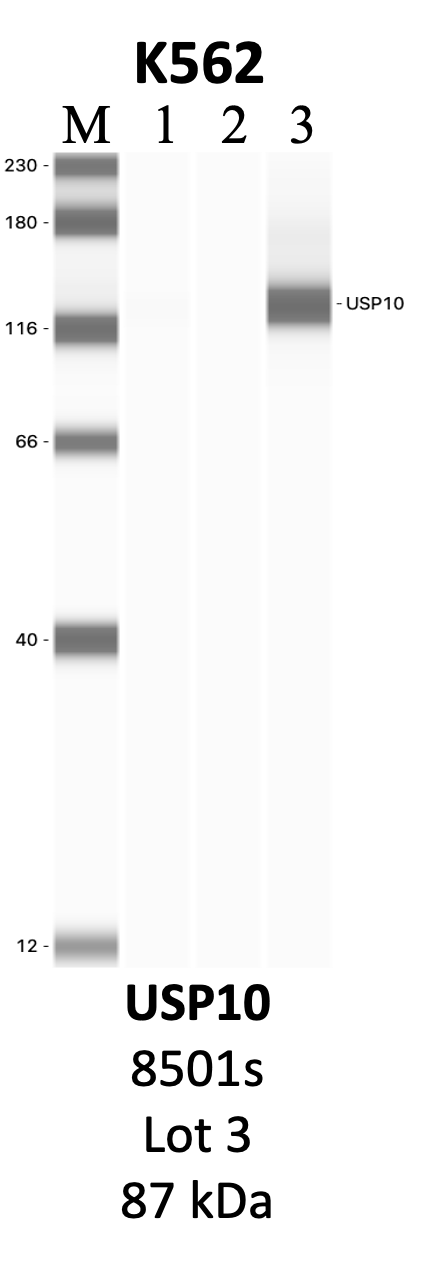 CST_8501S_3_USP10.png<br>Caption: IP-WB analysis of 8501S whole cell lysate using the USP10 specific antibody, 8501S. Lanes 1 and 2 are 2.5% of five million whole cell lysate input and 50% of IP enrichment, respectively, using a normal IgG antibody. Lane 3 is 50% of IP enrichment from five million whole cell lysate using the USP10-specific antibody, 8501S. The same antibody was used to detect protein levels via Western blot. This antibody passes preliminary validation and will be further pursued for secondary validation. *NOTE* Protein sizes are taken from Genecards.org and are only estimates based on sequence. Actual protein size may differ based on protein characteristics and electrophoresis method used.