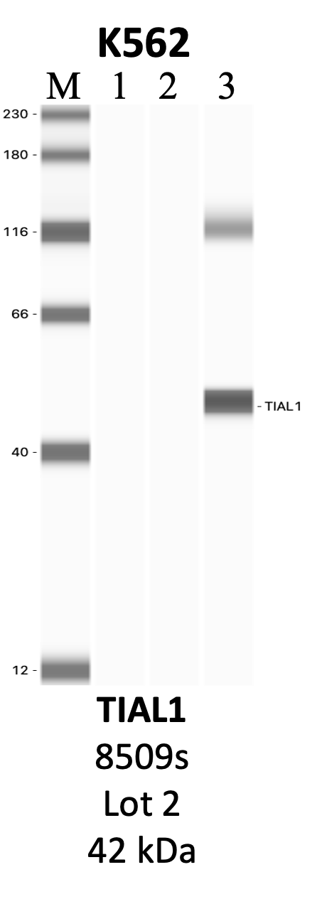 CST_8509S_2_TIAL1.png<br>Caption: IP-WB analysis of 8509S whole cell lysate using the TIAL1 specific antibody, 8509S. Lanes 1 and 2 are 2.5% of five million whole cell lysate input and 50% of IP enrichment, respectively, using a normal IgG antibody. Lane 3 is 50% of IP enrichment from five million whole cell lysate using the TIAL1-specific antibody, 8509S. The same antibody was used to detect protein levels via Western blot. This antibody passes preliminary validation and will be further pursued for secondary validation. *NOTE* Protein sizes are taken from Genecards.org and are only estimates based on sequence. Actual protein size may differ based on protein characteristics and electrophoresis method used.