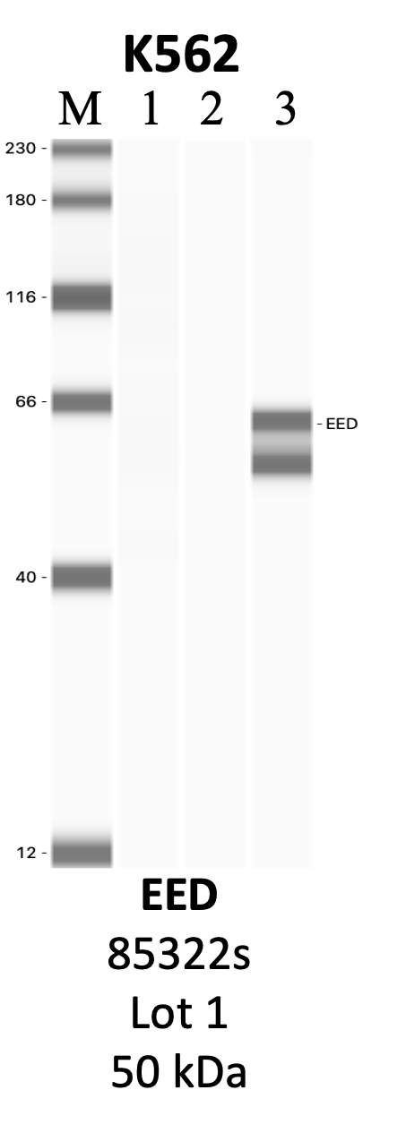 CST_85322S_1_EED.png<br>Caption: IP-WB analysis of 85322S whole cell lysate using the EED specific antibody, 85322S. Lanes 1 and 2 are 2.5% of five million whole cell lysate input and 50% of IP enrichment, respectively, using a normal IgG antibody. Lane 3 is 50% of IP enrichment from five million whole cell lysate using the EED-specific antibody, 85322S. The same antibody was used to detect protein levels via Western blot. This antibody passes preliminary validation and will be further pursued for secondary validation. *NOTE* Protein sizes are taken from Genecards.org and are only estimates based on sequence. Actual protein size may differ based on protein characteristics and electrophoresis method used.