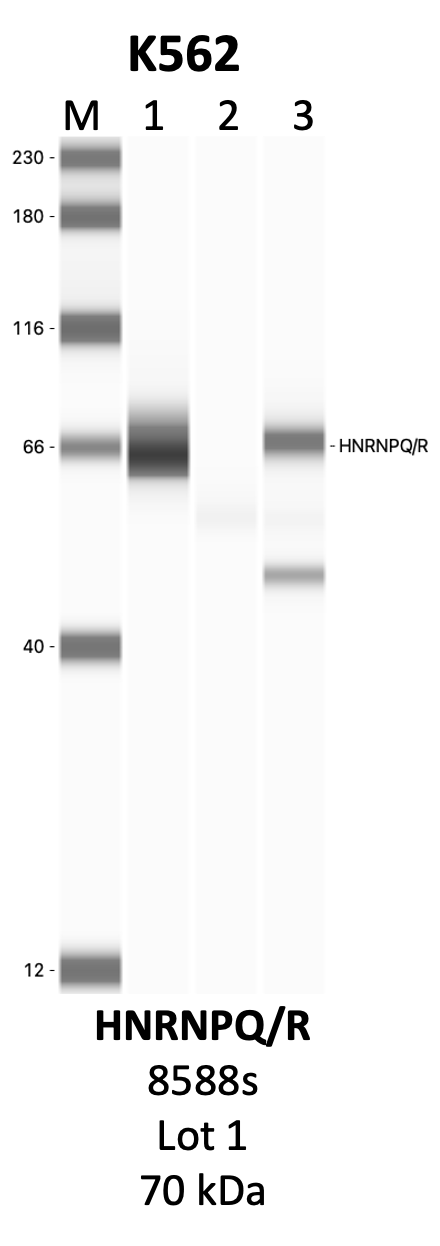 CST_8588S_1_HNRNPQ.png<br>Caption: IP-WB analysis of 8588S whole cell lysate using the HNRNPQ/HNRNPR specific antibody, 8588S. Lanes 1 and 2 are 2.5% of five million whole cell lysate input and 50% of IP enrichment, respectively, using a normal IgG antibody. Lane 3 is 50% of IP enrichment from five million whole cell lysate using the HNRNPQ/HNRNPR-specific antibody, 8588S. The same antibody was used to detect protein levels via Western blot. This antibody passes preliminary validation and will be further pursued for secondary validation. *NOTE* Protein sizes are taken from Genecards.org and are only estimates based on sequence. Actual protein size may differ based on protein characteristics and electrophoresis method used.