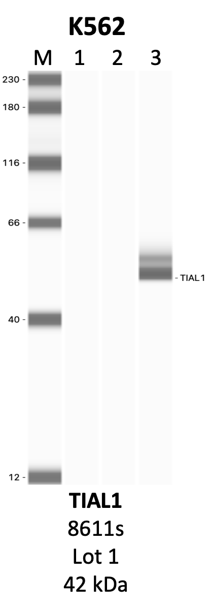 CST_8611S_1_TIAL1.png<br>Caption: IP-WB analysis of 8611S whole cell lysate using the TIAL1 specific antibody, 8611S. Lanes 1 and 2 are 2.5% of five million whole cell lysate input and 50% of IP enrichment, respectively, using a normal IgG antibody. Lane 3 is 50% of IP enrichment from five million whole cell lysate using the TIAL1-specific antibody, 8611S. The same antibody was used to detect protein levels via Western blot. This antibody passes preliminary validation and will be further pursued for secondary validation. *NOTE* Protein sizes are taken from Genecards.org and are only estimates based on sequence. Actual protein size may differ based on protein characteristics and electrophoresis method used.