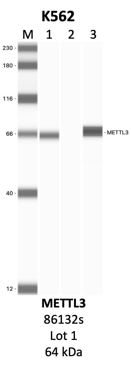 CST_86132S_1_METTL3.png<br>Caption: IP-WB analysis of 86132S whole cell lysate using the METTL3 specific antibody, 86132S. Lanes 1 and 2 are 2.5% of five million whole cell lysate input and 50% of IP enrichment, respectively, using a normal IgG antibody. Lane 3 is 50% of IP enrichment from five million whole cell lysate using the METTL3-specific antibody, 86132S. The same antibody was used to detect protein levels via Western blot. This antibody passes preliminary validation and will be further pursued for secondary validation. *NOTE* Protein sizes are taken from Genecards.org and are only estimates based on sequence. Actual protein size may differ based on protein characteristics and electrophoresis method used.