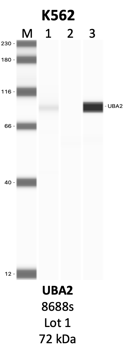 CST_8688S_1_UBA2.png<br>Caption: IP-WB analysis of 8688S whole cell lysate using the UBA2 specific antibody, 8688S. Lanes 1 and 2 are 2.5% of five million whole cell lysate input and 50% of IP enrichment, respectively, using a normal IgG antibody. Lane 3 is 50% of IP enrichment from five million whole cell lysate using the UBA2-specific antibody, 8688S. The same antibody was used to detect protein levels via Western blot. This antibody passes preliminary validation and will be further pursued for secondary validation. *NOTE* Protein sizes are taken from Genecards.org and are only estimates based on sequence. Actual protein size may differ based on protein characteristics and electrophoresis method used.