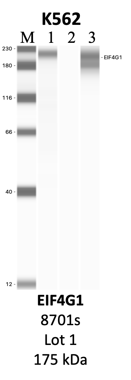 CST_8701S_1_EIF4G1.png<br>Caption: IP-WB analysis of 8701S whole cell lysate using the EIF4G1 specific antibody, 8701S. Lanes 1 and 2 are 2.5% of five million whole cell lysate input and 50% of IP enrichment, respectively, using a normal IgG antibody. Lane 3 is 50% of IP enrichment from five million whole cell lysate using the EIF4G1-specific antibody, 8701S. The same antibody was used to detect protein levels via Western blot. This antibody passes preliminary validation and will be further pursued for secondary validation. *NOTE* Protein sizes are taken from Genecards.org and are only estimates based on sequence. Actual protein size may differ based on protein characteristics and electrophoresis method used.