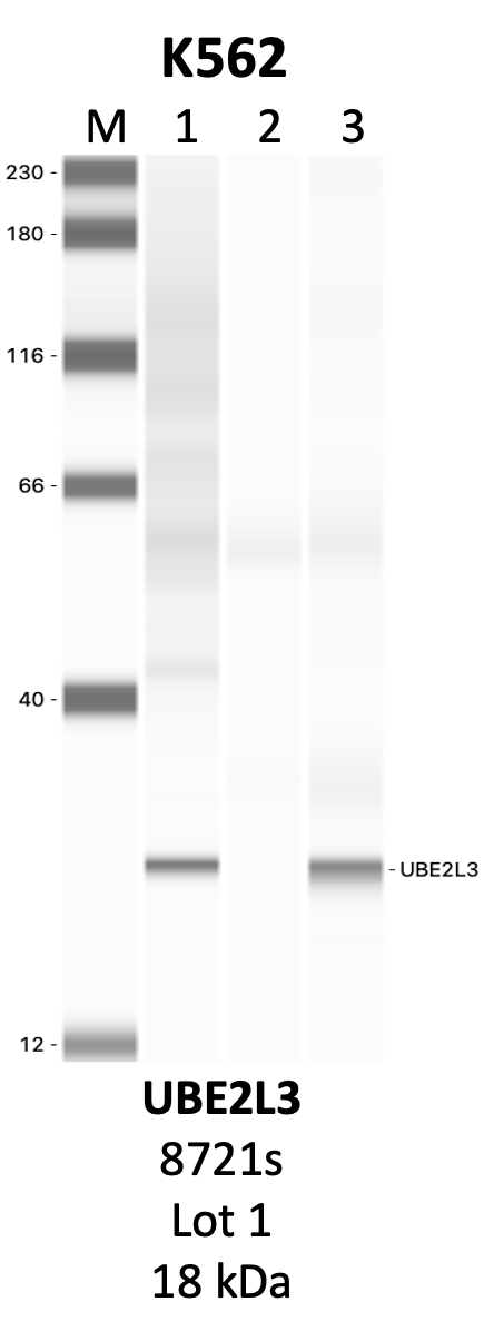 CST_8721S_1_UBE2L3.png<br>Caption: IP-WB analysis of 8721S whole cell lysate using the UBE2L3 specific antibody, 8721S. Lanes 1 and 2 are 2.5% of five million whole cell lysate input and 50% of IP enrichment, respectively, using a normal IgG antibody. Lane 3 is 50% of IP enrichment from five million whole cell lysate using the UBE2L3-specific antibody, 8721S. The same antibody was used to detect protein levels via Western blot. This antibody passes preliminary validation and will be further pursued for secondary validation. *NOTE* Protein sizes are taken from Genecards.org and are only estimates based on sequence. Actual protein size may differ based on protein characteristics and electrophoresis method used.