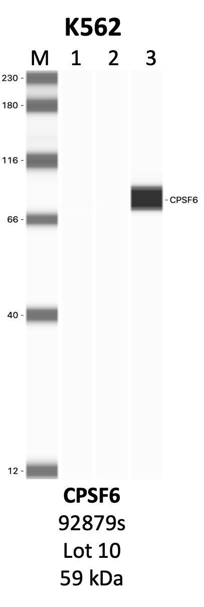 CST_92879S_10_CPSF6.png<br>Caption: IP-WB analysis of 92879S whole cell lysate using the CPSF6 specific antibody, 92879S. Lanes 1 and 2 are 2.5% of five million whole cell lysate input and 50% of IP enrichment, respectively, using a normal IgG antibody. Lane 3 is 50% of IP enrichment from five million whole cell lysate using the CPSF6-specific antibody, 92879S. The same antibody was used to detect protein levels via Western blot. This antibody passes preliminary validation and will be further pursued for secondary validation. *NOTE* Protein sizes are taken from Genecards.org and are only estimates based on sequence. Actual protein size may differ based on protein characteristics and electrophoresis method used.