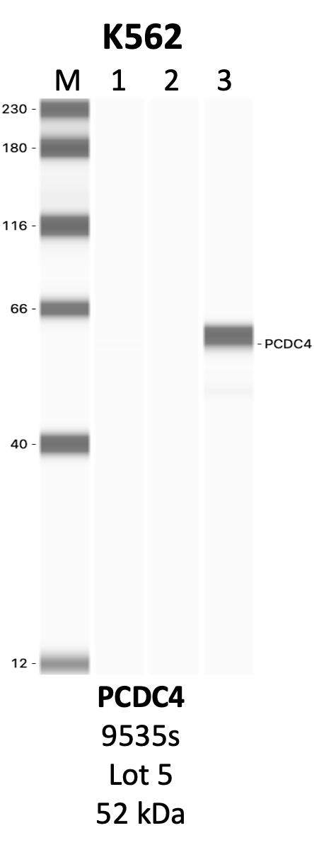 CST_9535S_5_PDCD4.png<br>Caption: IP-WB analysis of 9535S whole cell lysate using the PDCD4 specific antibody, 9535S. Lanes 1 and 2 are 2.5% of five million whole cell lysate input and 50% of IP enrichment, respectively, using a normal IgG antibody. Lane 3 is 50% of IP enrichment from five million whole cell lysate using the PDCD4-specific antibody, 9535S. The same antibody was used to detect protein levels via Western blot. This antibody passes preliminary validation and will be further pursued for secondary validation. *NOTE* Protein sizes are taken from Genecards.org and are only estimates based on sequence. Actual protein size may differ based on protein characteristics and electrophoresis method used.