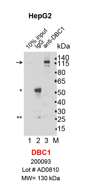 DBC1_HepG2.png<br>Caption: IP-Western Blot analysis of HepG2 whole cell lysate using DBC1 specific antibody. Lane 1 is 2% of ten million whole cell lysate input (lane under '10% input') , lane 2 is 20% of IP enrichment using mouse normal IgG (lane under 'IgG') and lane 3 is 20% IP enrichment using mouse monoclonal anti-DBC1 antibody (lanes under 'DBC1'). Asterisk indicates heavy and light chains of antibody.