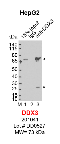 DDX3_HepG2.png<br>Caption: IP-Western Blot analysis of HepG2 whole cell lysate using DDX3 specific antibody. Lane 1 is 3% of ten million whole cell lysate input (lane under '15% input') , lane 2 is 20% of IP enrichment using mouse normal IgG (lane under 'IgG') and lane 3 is 20% IP enrichment using mouse monoclonal anti-DDX3 antibody (lanes under 'anti-DDX3'). Asterisk indicates light chain of antibody.