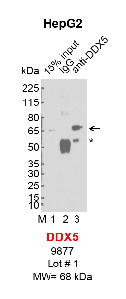 DDX5_HepG2.png<br>Caption: IP-Western Blot analysis of HepG2 whole cell lysate using DDX5 specific antibody. Lane 1 is 1% of ten million whole cell lysate input (lane under '15% input') , lane 2 is 20% of IP enrichment using rabbit normal IgG (lane under 'IgG') and lane 3 is 20% IP enrichment using rabbit monoclonal anti-DROSHA antibody (lanes under 'anti-DDX5'). Asterisk indicates heavy chain of antibody.