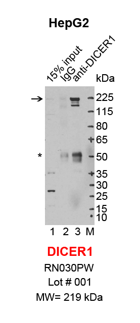 DICER1_HepG2.png<br>Caption: IP-Western Blot analysis of HepG2 whole cell lysate using DICER1 specific antibody. Lane 1 is 3% of ten million whole cell lysate input (lane under '15% input') , lane 2 is 20% of IP enrichment using rabbit normal IgG (lane under 'IgG') and lane 3 is 20% IP enrichment using rabbit polyclonal anti-DICER1antibody (lanes under 'anti-DICER1'). Asterisk indicates heavy chain of antibody.