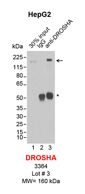 DROSHA_HepG2.png<br>Caption: IP-Western Blot analysis of HepG2 whole cell lysate using DROSHA specific antibody. Lane 1 is 3% of ten million whole cell lysate input (lane under '30% input') , lane 2 is 10% of IP enrichment using rabbit normal IgG (lane under 'IgG') and lane 3 is 10% IP enrichment using rabbit monoclonal anti-DROSHA antibody (lanes under 'anti-DROSHA'). Asterisk indicates heavy chain of antibody.