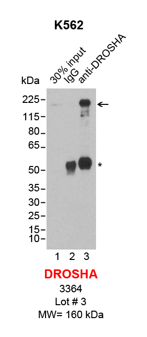 DROSHA_K562.png<br>Caption: IP-Western Blot analysis of K562 whole cell lysate using DROSHA specific antibody. Lane 1 is 3% of ten million whole cell lysate input (lane under '30% input') , lane 2 is 10% of IP enrichment using rabbit normal IgG (lane under 'IgG') and lane 3 is 10% IP enrichment using rabbit monoclonal anti-DROSHA antibody (lanes under 'anti-DROSHA'). Asterisk indicates heavy chain of antibody.