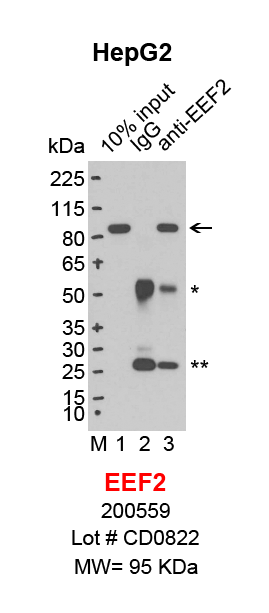 EEF2_HepG2.png<br>Caption: IP-Western Blot analysis of HepG2 whole cell lysate using eEF2 specific antibody. Lane 1 is 3% of ten million whole cell lysate input (lane under '10% input') , lane 2 is 30% of IP enrichment using mouse normal IgG (lane under 'IgG') and lane 3 is 30% IP enrichment using mouse monoclonal anti-eEF2 antibody (lanes under 'anti-eEF2'). Asterisk indicates heavy and light chains of antibody.