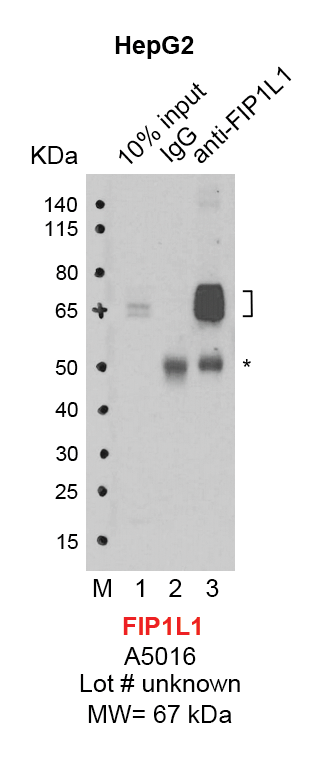 FIP1L1_HepG2.png<br>Caption: IP-Western Blot analysis of HepG2 whole cell lysate using FIP1L1 specific antibody. Lane 1 is 0.5% of ten million whole cell lysate input (lane under '10% input') , lane 2 is 5% of IP enrichment using rabbit normal IgG (lane under 'IgG') and lane 3 is 5% IP enrichment using rabbit polyclonal anti-FIP1L1 antibody (lanes under 'anti-FIP1L1'). Asterisk indicates heavy chain of antibody.