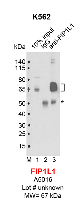 FIP1L1_K562.png<br>Caption: IP-Western Blot analysis of K562 whole cell lysate using FIP1L1 specific antibody. Lane 1 is 0.5% of ten million whole cell lysate input (lane under '10% input') , lane 2 is 5% of IP enrichment using rabbit normal IgG (lane under 'IgG') and lane 3 is 5% IP enrichment using rabbit polyclonal anti-FIP1L1 antibody (lanes under 'anti-FIP1L1'). Asterisk indicates heavy chain of antibody.