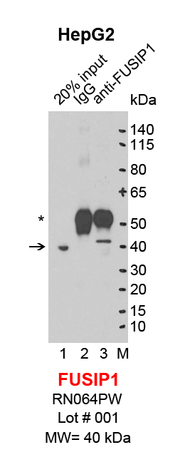 FUSIP1_HepG2.png<br>Caption: IP-Western Blot analysis of HepG2 whole cell lysate using SRSF10/FUSIP1 specific antibody. Lane 1 is 4% of ten million whole cell lysate input (lane under '20% input') , lane 2 is 20% of IP enrichment using rabbit normal IgG (lane under 'IgG') and lane 3 is 20% IP enrichment using rabbit polyclonal anti-SRSF10/FUSIP1 antibody (lanes under 'anti-SRSF10'). Asterisk indicates heavy chain of antibody.