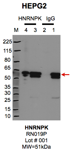 HEPG2_MBL_RN019P_1_HNRNPK.png<br>Caption: IP-Western Blot analysis of HepG2 whole cell lysate using HNRNPK specific antibody. Lane 1 is 1% of twenty million whole cell lysate input and lane 2 is 10% of IP enrichment using rabbit normal IgG (lanes under 'IgG'). Lane 3 is 1% of twenty million whole cell lysate input and lane 4 is 10% IP enrichment using rabbit polyclonal anti-HNRNPK antibody (lanes under 'HNRNPK').