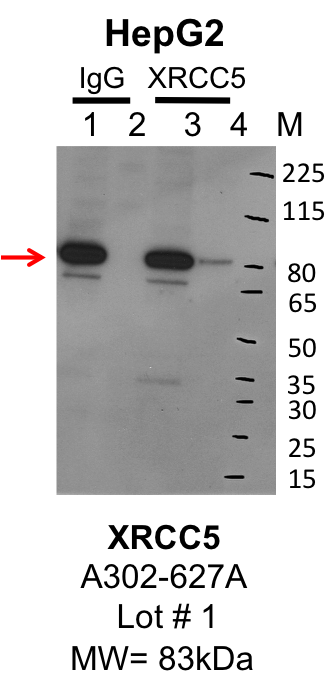 HEPG2_bethyl_A302-627A_1_XRCC5.png<br>Caption: IP-Western Blot analysis of HepG2 whole cell lysate using XRCC5 specific antibody. Lane 1 is 1% of twenty million whole cell lysate input and lane 2 is 10% of IP enrichment using rabbit normal IgG (lanes under 'IgG'). Lane 3 is 1% of twenty million whole cell lysate input and lane 4 is 10% IP enrichment using rabbit polyclonal anti-XRCC5 antibody (lanes under 'XRCC5').