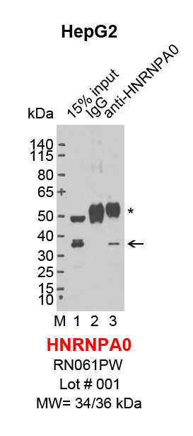 HNRNPA0_HepG2.png<br>Caption: IP-Western Blot analysis of HepG2 whole cell lysate using HNRNPA0 specific antibody. Lane 1 is 3% of ten million whole cell lysate input (lane under '15% input') , lane 2 is 20% of IP enrichment using rabbit normal IgG (lane under 'IgG') and lane 3 is 20% IP enrichment using rabbit polyclonal anti-HNRNPA0 antibody (lanes under 'anti-HNRNPA0'). Asterisk indicates heavy chain of antibody.