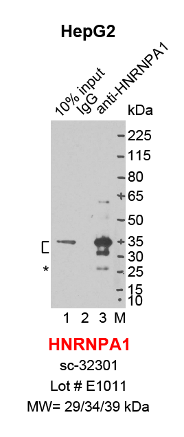 HNRNPA1_HepG2.png<br>Caption: IP-Western Blot analysis of HepG2 whole cell lysate using HNRNPA1 specific antibody. Lane 1 is 2% of ten million whole cell lysate input (lane under '10% input') , lane 2 is 20% of IP enrichment using mouse normal IgG (lane under 'IgG') and lane 3 is 20% IP enrichment using mouse monoclonal anti-HNRNPA1 antibody (lanes under 'anti-HNRNPA1'). Asterisk indicates light chain of antibody.