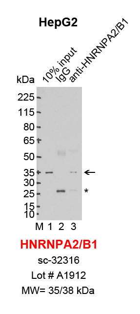 HNRNPA2B1_Hepg2.png<br>Caption: IP-Western Blot analysis of HepG2 whole cell lysate using HNRNPA2B1 specific antibody. Lane 1 is 3% of ten million whole cell lysate input (lane under '10% input') , lane 2 is 30% of IP enrichment using mouse normal IgG (lane under 'IgG') and lane 3 is 30% IP enrichment using mouse monoclonal anti-HNRNPA2B1 antibody (lanes under 'anti-HNRNPA2B1'). Asterisk indicates light chain of antibody.