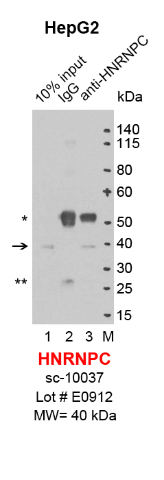 HNRNPC_HepG2.png<br>Caption: IP-Western Blot analysis of HepG2 whole cell lysate using HNRNPC specific antibody. Lane 1 is 2% of ten million whole cell lysate input (lane under '10% input') , lane 2 is 20% of IP enrichment using goat normal IgG (lane under 'IgG') and lane 3 is 20% IP enrichment using goat polyclonal anti-HNRNPC antibody (lanes under 'anti-HNRNPC'). Asterisk indicates heavy and light chains of antibody.