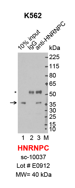 HNRNPC_K562.png<br>Caption: IP-Western Blot analysis of K562 whole cell lysate using HNRNPC specific antibody. Lane 1 is 2% of ten million whole cell lysate input (lane under '10% input') , lane 2 is 20% of IP enrichment using goat normal IgG (lane under 'IgG') and lane 3 is 20% IP enrichment using goat polyclonal anti-HNRNPC antibody (lanes under 'anti-HNRNPC'). Asterisk indicates heavy chain of antibody.