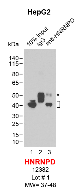 HNRNPD_HepG2.png<br>Caption: IP-Western Blot analysis of HepG2 whole cell lysate using HNRNPD specific antibody. Lane 1 is 2% of ten million whole cell lysate input (lane under '10% input') , lane 2 is 20% of IP enrichment using rabbit normal IgG (lane under 'IgG') and lane 3 is 20% IP enrichment using rabbit monoclonal anti-HNRNPD antibody (lanes under 'anti-HNRNPD'). Asterisk indicates heavy chain of antibody.