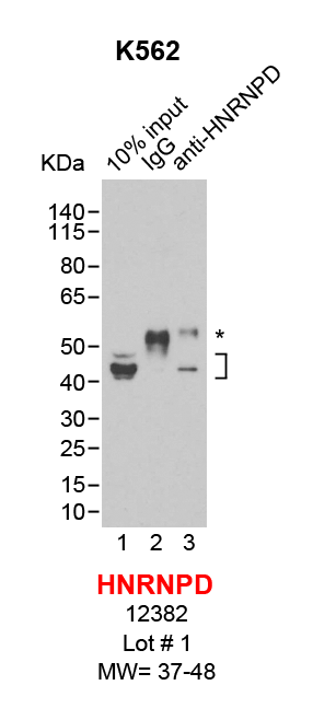 HNRNPD_K562.png<br>Caption: IP-Western Blot analysis of K562 whole cell lysate using HNRNPD specific antibody. Lane 1 is 2% of ten million whole cell lysate input (lane under '10% input') , lane 2 is 20% of IP enrichment using rabbit normal IgG (lane under 'IgG') and lane 3 is 20% IP enrichment using rabbit monoclonal anti-HNRNPD antibody (lanes under 'anti-HNRNPD'). Asterisk indicates heavy chain of antibody.