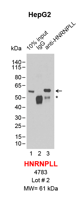 HNRNPLL_HepG2.png<br>Caption: IP-Western Blot analysis of HepG2 whole cell lysate using HNRNPLL specific antibody. Lane 1 is 2% of ten million whole cell lysate input (lane under '10% input') , lane 2 is 20% of IP enrichment using rabbit normal IgG (lane under 'IgG') and lane 3 is 20% IP enrichment using rabbit polyclonal anti-HNRNPLL antibody (lanes under 'anti-HNRNPLL'). Asterisk indicates heavy chain of antibody.