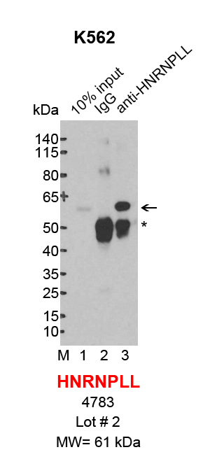 HNRNPLL_K562.png<br>Caption: IP-Western Blot analysis of K562 whole cell lysate using HNRNPLL specific antibody. Lane 1 is 2% of ten million whole cell lysate input (lane under '10% input') , lane 2 is 20% of IP enrichment using rabbit normal IgG (lane under 'IgG') and lane 3 is 20% IP enrichment using rabbit polyclonal anti-HNRNPLL antibody (lanes under 'anti-HNRNPLL'). Asterisk indicates heavy chain of antibody.